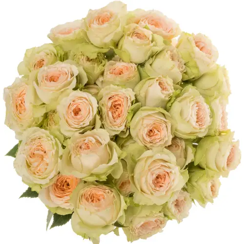 Rose verzweigt apricot/hell grün Pavlova 50cm