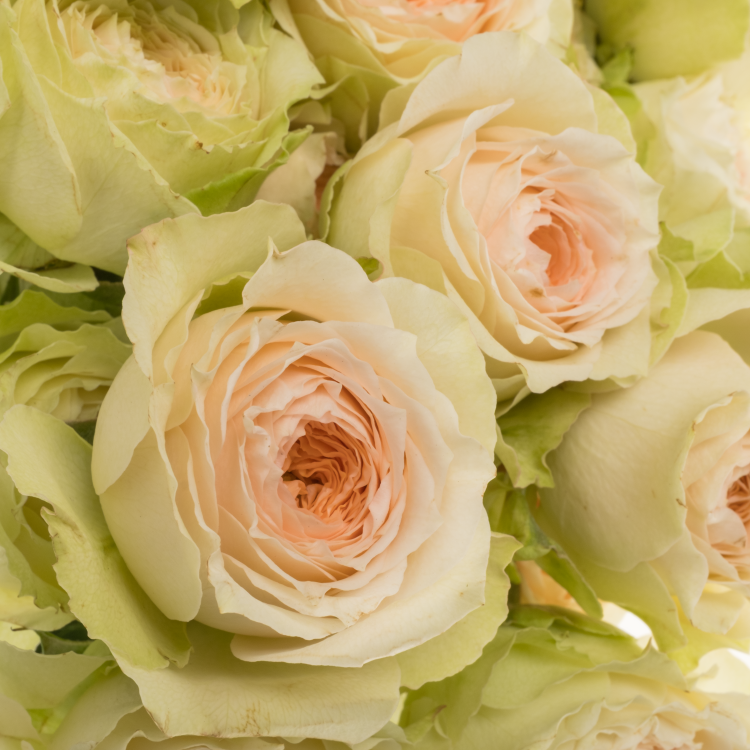 Rose verzweigt apricot/hell grün Pavlova 50cm