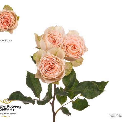 Rose verzweigt apricot Pavlova 50cm