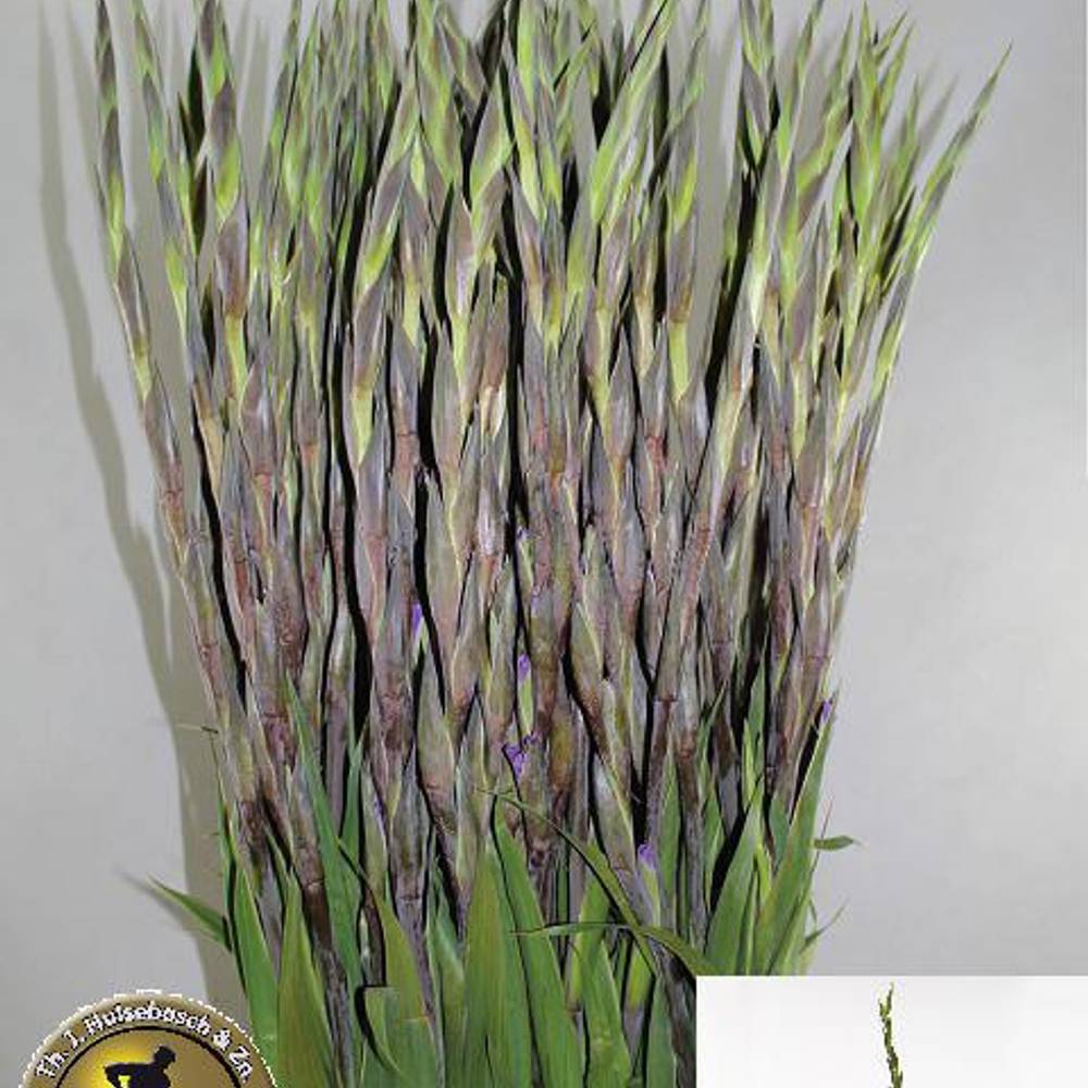 Gladiole violett Milka 110 cm Extra lang