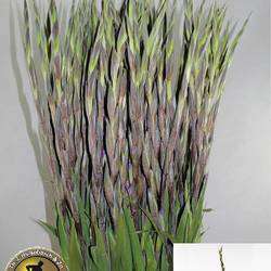 Gladiole violett Milka 110 cm Extra lang