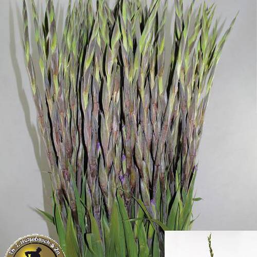Gladiole violett Milka 110 cm Extra lang