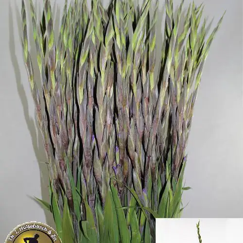 Gladiole violett Milka 110 cm Extra lang