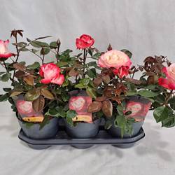 Rose Nostalgie Grossbl. Strauch T19 H050