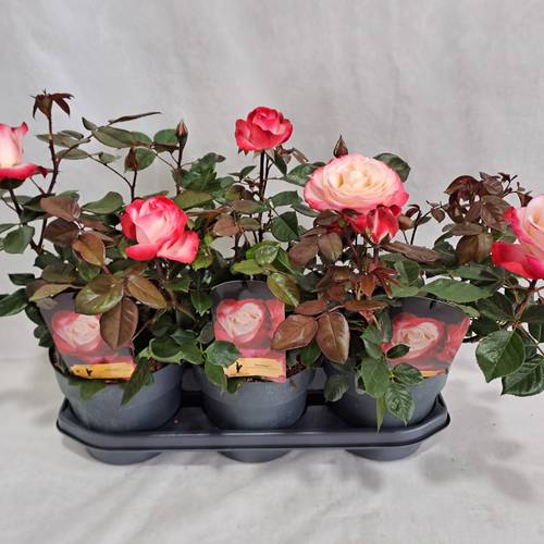 Rose Nostalgie Grossbl. Strauch T19 H050