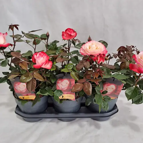 Rose Nostalgie Grossbl. Strauch T19 H050