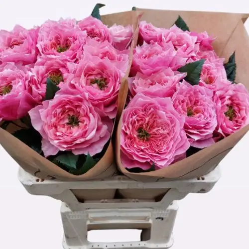 Rose pink Regents Park 50cm