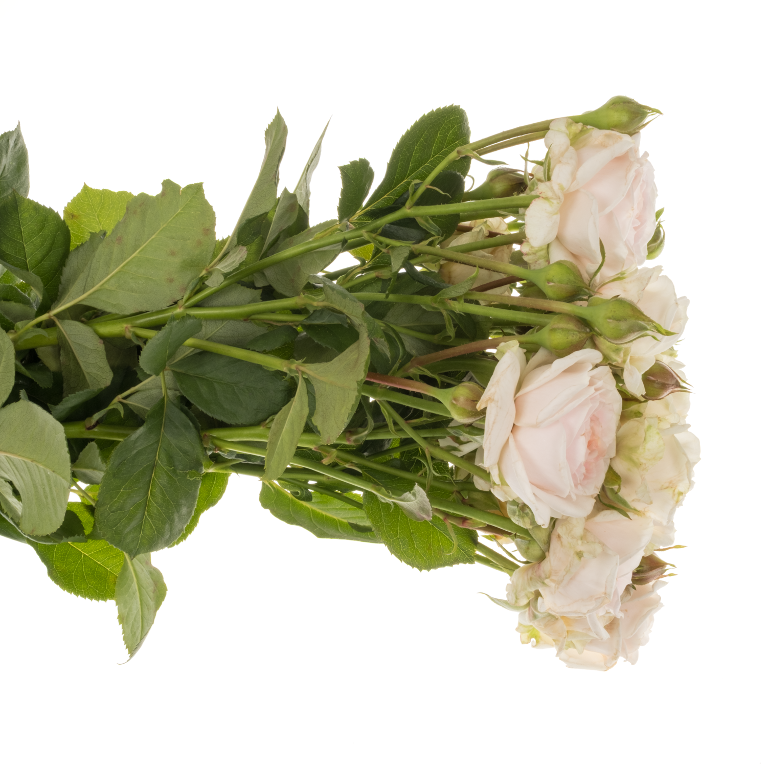 Rose verzweigt apricot/rosa Lolita duft 3+Blüte 50cm