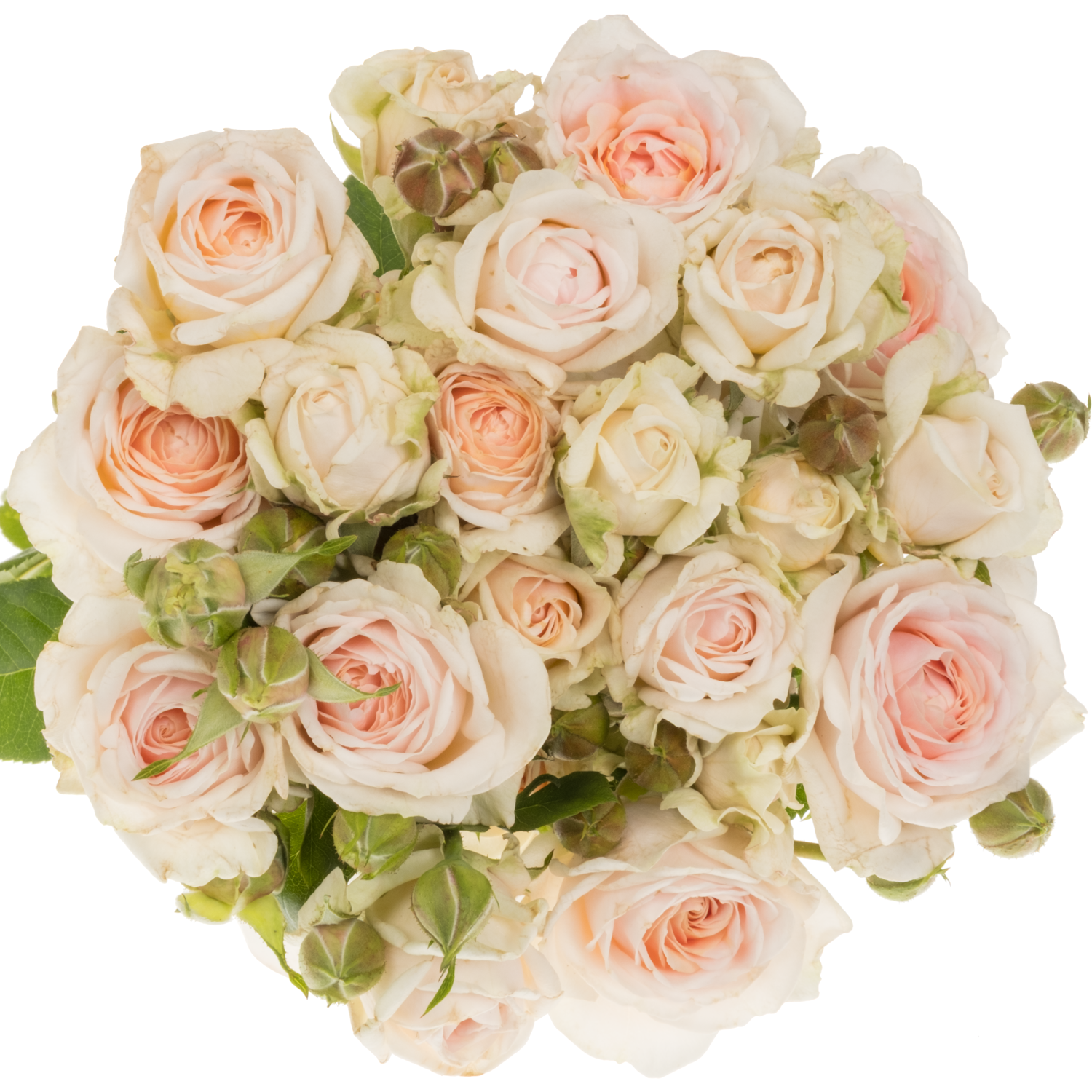 Rose verzweigt apricot/rosa Lolita duft 3+Blüte 50cm