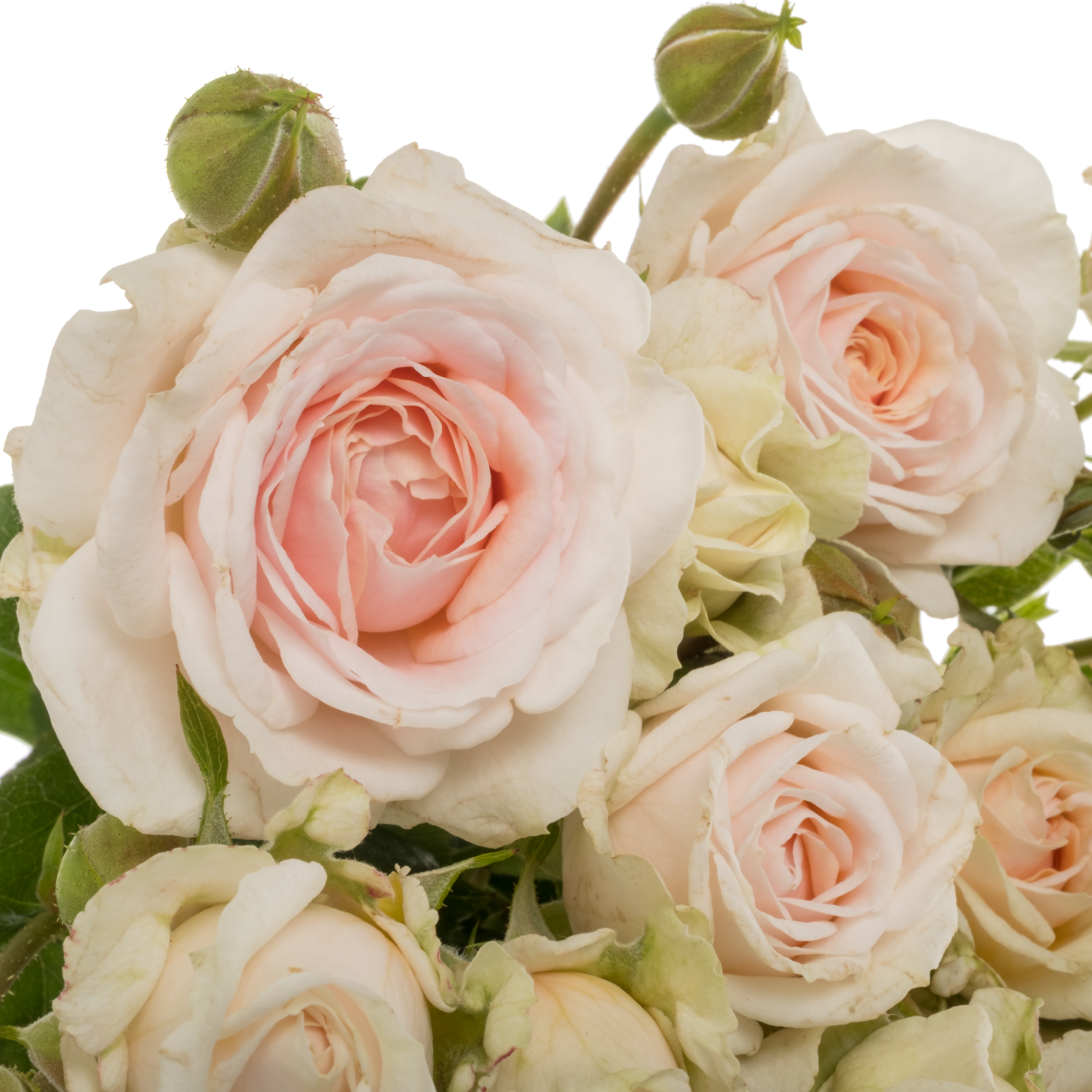 Rose verzweigt apricot/rosa Lolita duft 3+Blüte 50cm