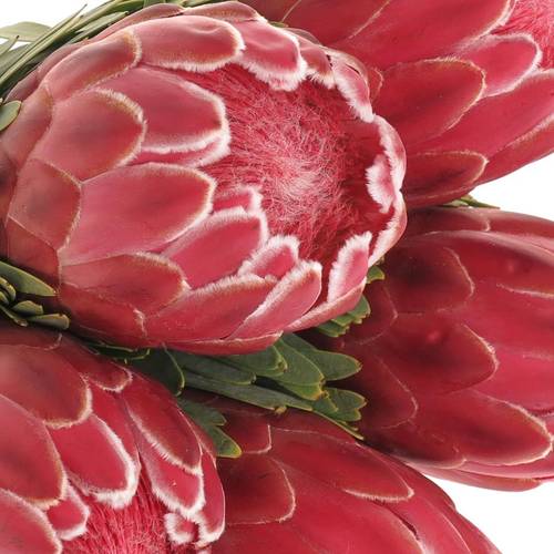 Protea rosa Lady Di 50cm