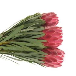 Protea rosa Lady Di 50cm
