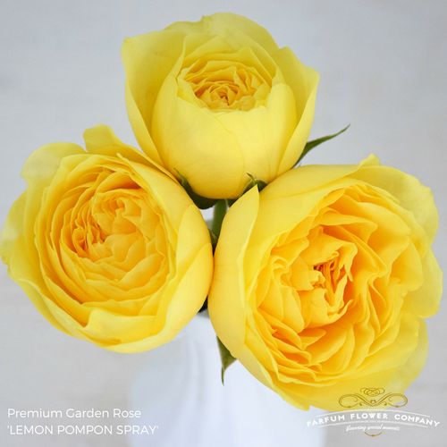 Rose verzweigt  Lemon Pompon 50cm