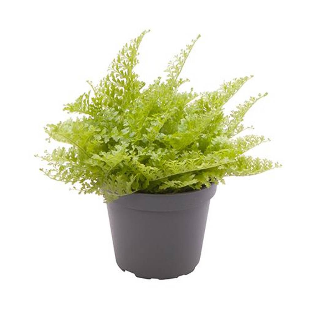 Nephrolepis Exaltata Cotton Candy T06 H15
