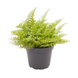 Nephrolepis Exaltata Cotton Candy T06 H15
