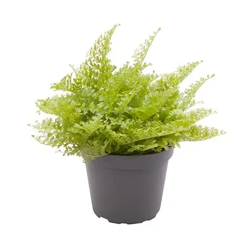 Nephrolepis Exaltata Cotton Candy T06 H15