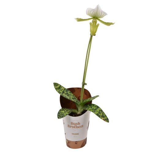 Paphio.1-R Maudiae Femma T09 H20