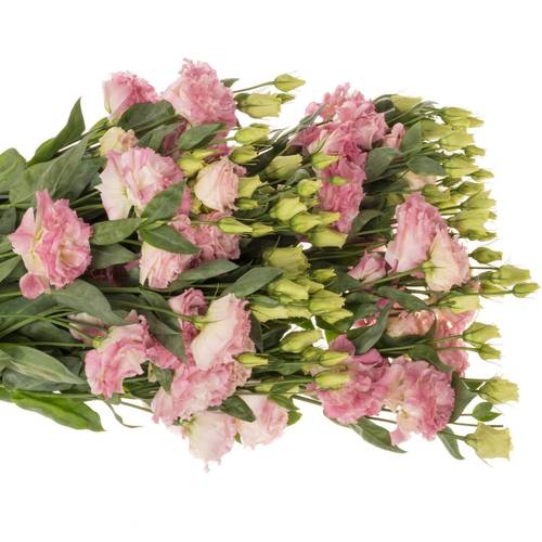 Lisianthus pink Flash Bigsun 5+Blüte 70cm