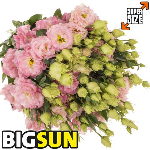 Lisianthus pink Flash Bigsun 5+Blüte 70cm