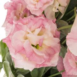 Lisianthus pink Flash Bigsun 5+Blüte 70cm
