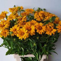 Heliopsis gelb Miami 75