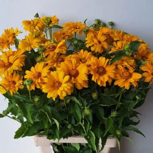 Heliopsis gelb Miami 75