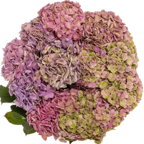 Hortensie rosa Verzw Amethyst Bol 20cm 80cm