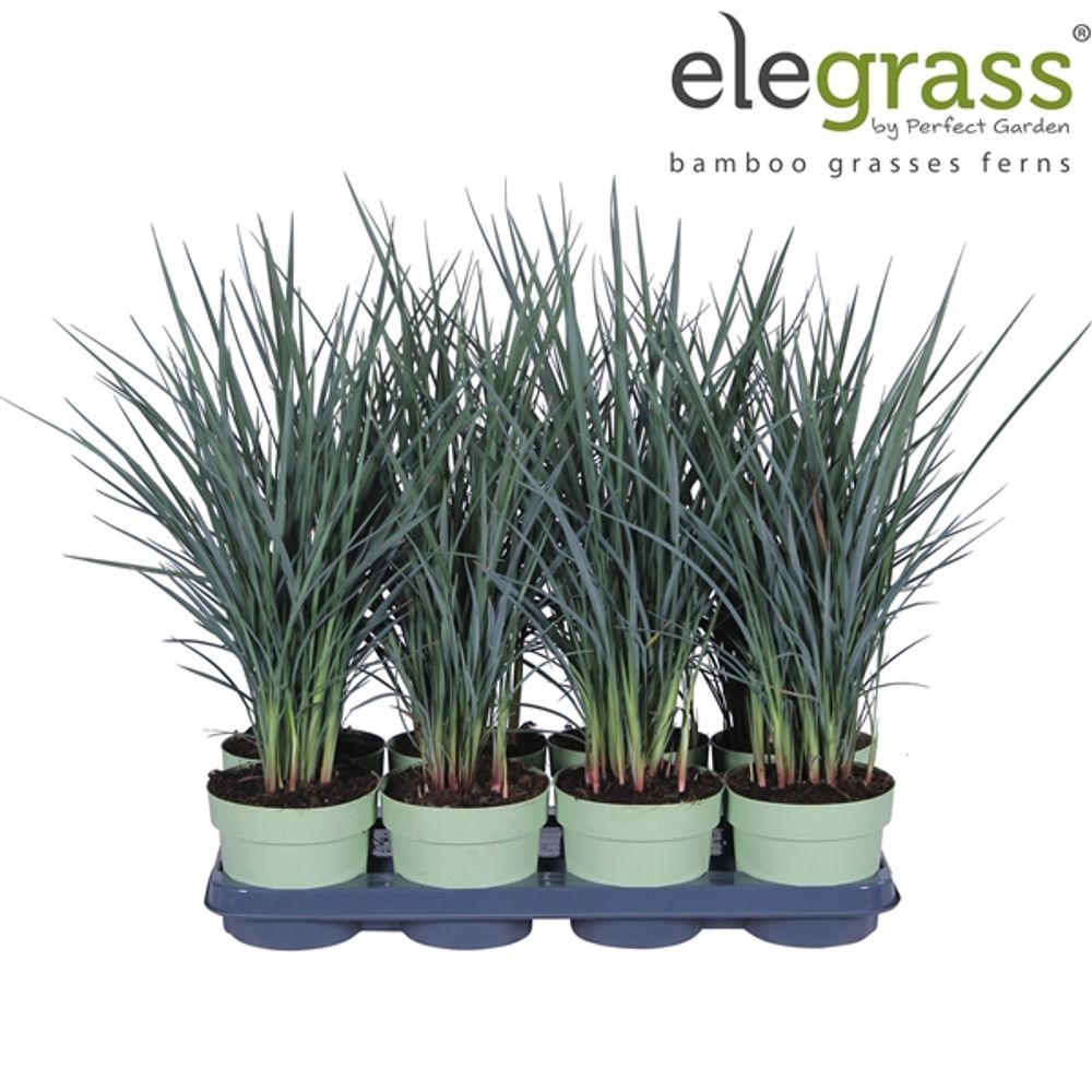Dianella Coolvis T14 H50