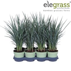 Dianella Coolvis T14 H50