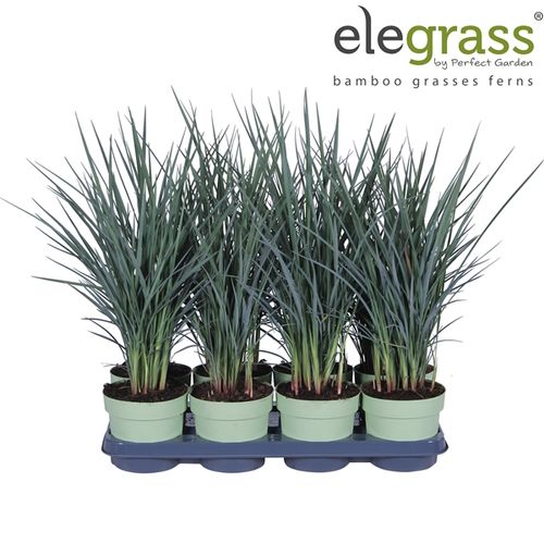 Dianella Coolvis T14 H50