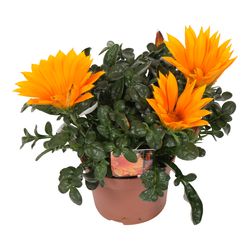 Gazania orange Giant T12 H025
