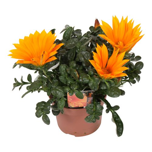 Gazania orange Giant T12 H025