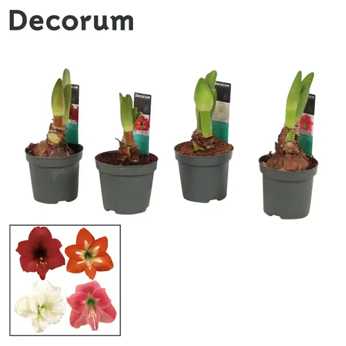 Amaryllis 2er Kolibri mix D109030 T09 H015