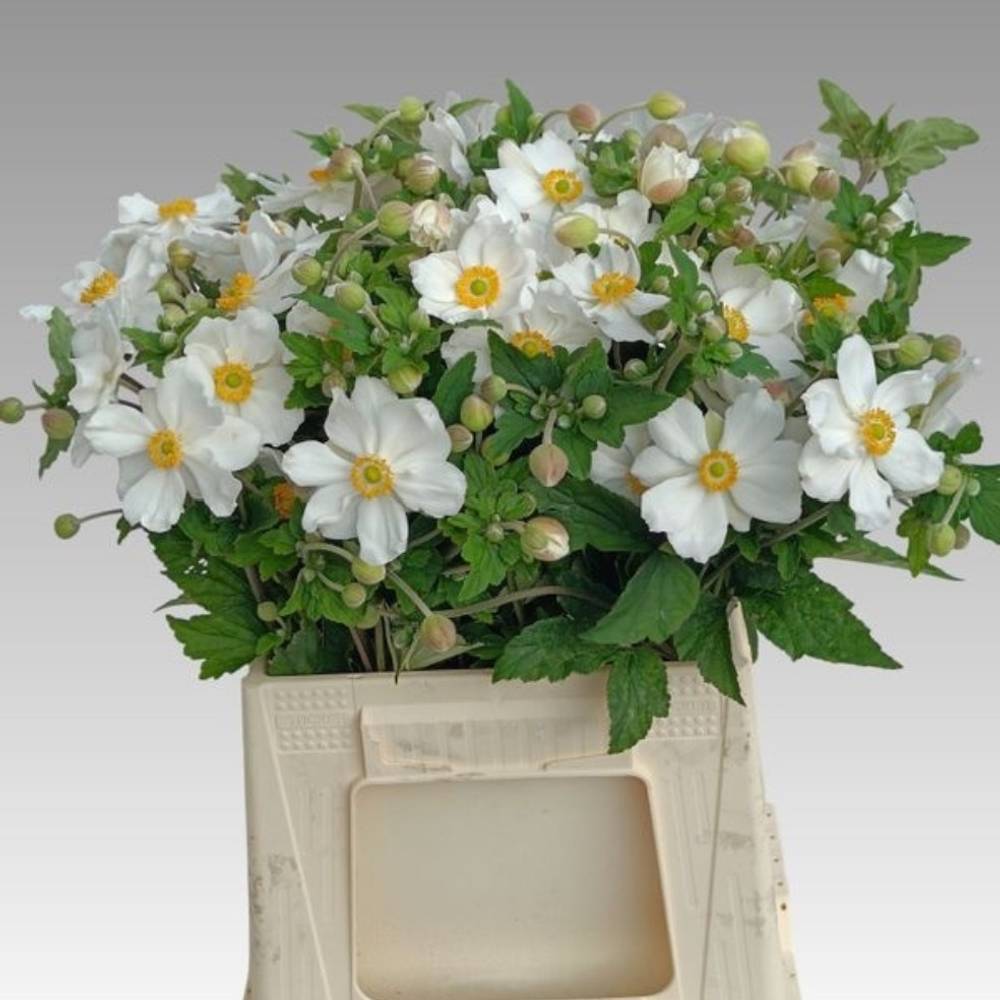 Anemone weiss wild  45cm