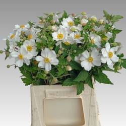 Anemone weiss wild  45cm