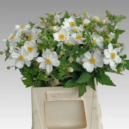 Anemone weiss wild  45cm