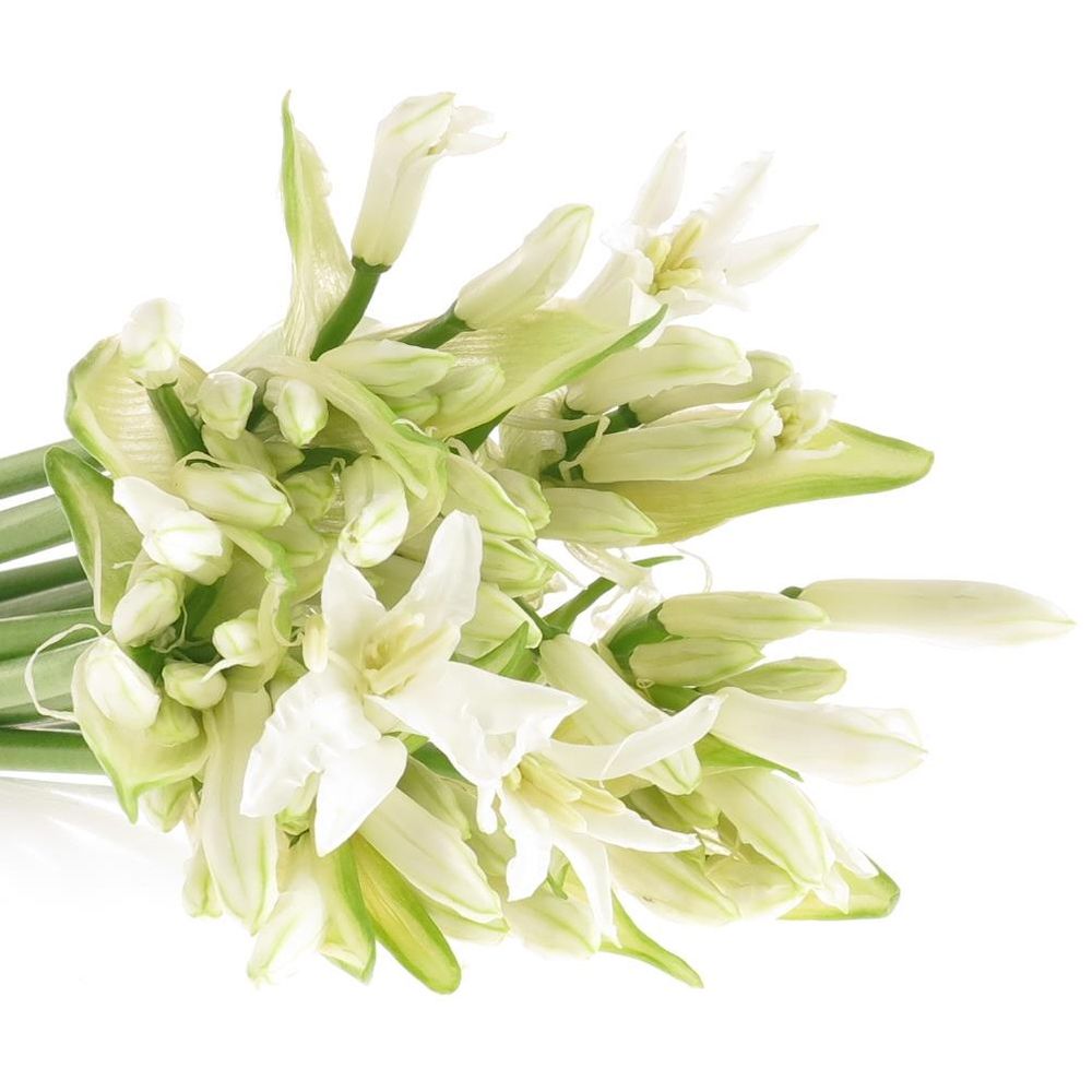 Nerine weiss White Charm 60cm