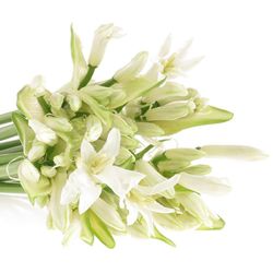 Nerine weiss White Charm 60cm