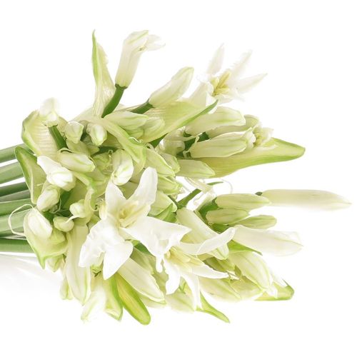Nerine weiss White Charm 60cm