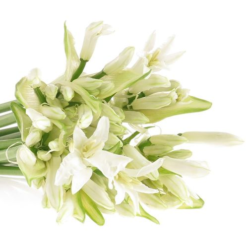 Nerine weiss White Charm 60cm