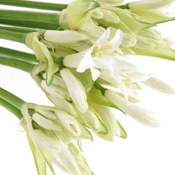 Nerine weiss White Charm 60cm
