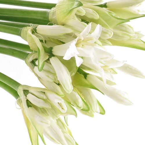 Nerine weiss White Charm 60cm