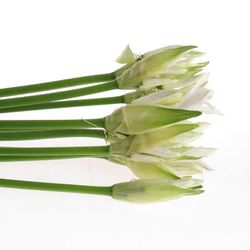 Nerine weiss White Charm 60cm