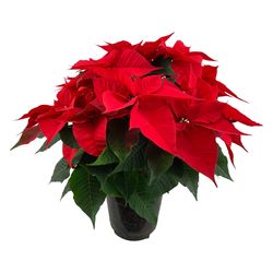 Poins.rot Christm. Feelings 12+ T19 H50
