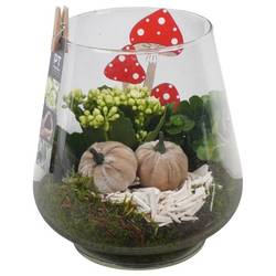 Kal.Arr PTHG3389 Herbst T18 H023