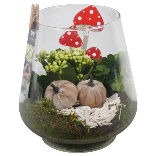 Kal.Arr PTHG3389 Herbst T18 H023