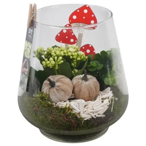 Kal.Arr PTHG3389 Herbst T18 H023
