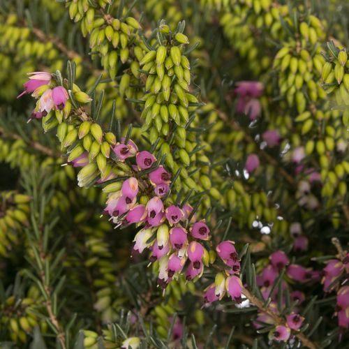 Erica Darl mix T13 H25