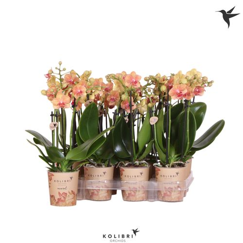 Phal.3-R braun T09 H40