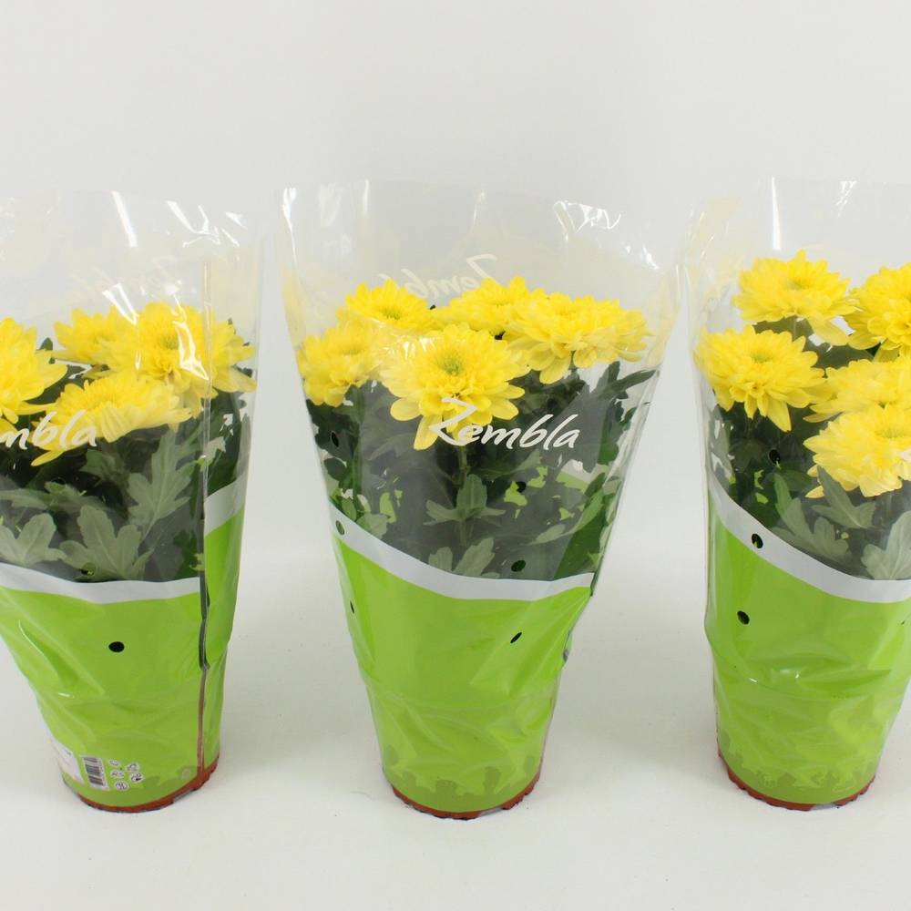 Chrysantheme Zembla gelb T15 H033